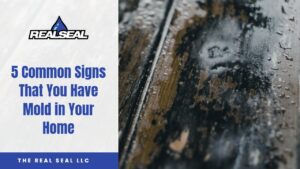 5 Common Signs That You Have Mold in Your Home