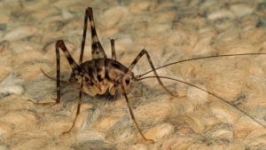 Tips for Identifying and Dealing With Basement Bugs