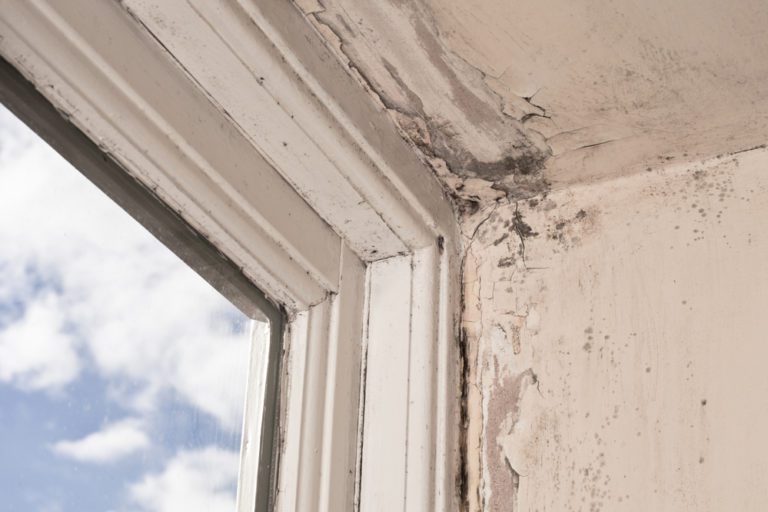 Mould and wood rot on a window frame and wall