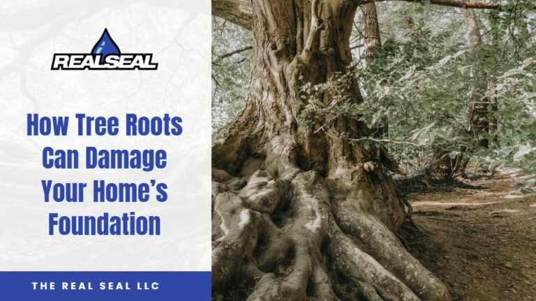 How Tree Roots Can Damage Your Home’s Foundation