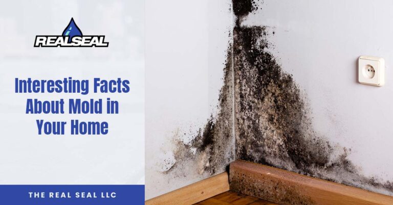 Interesting Facts About Mold in Your Home