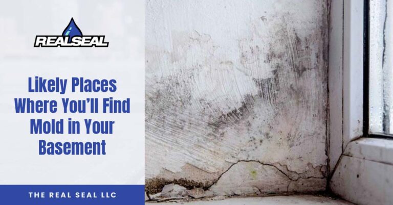 Likely Places Where You’ll Find Mold in Your Basement