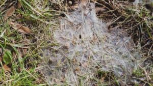 Snow Mold: Tips for Identification and Prevention