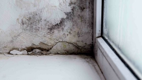 Likely Places Where You’ll Find Mold in Your Basement