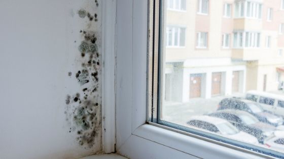 How Can Mold in Your Home Affect Your Health?
