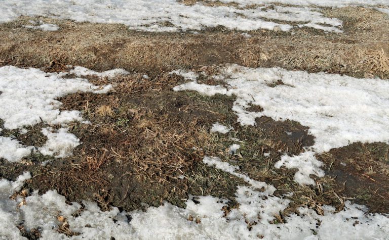 Spring soil from under the snow, spring background