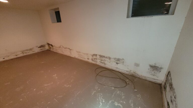 basement mold