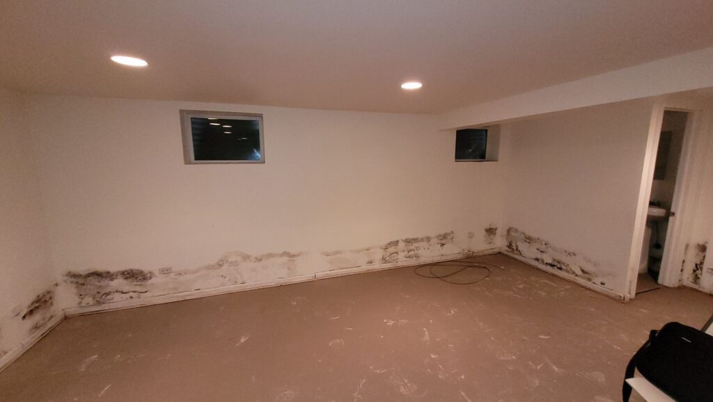 moldy basement