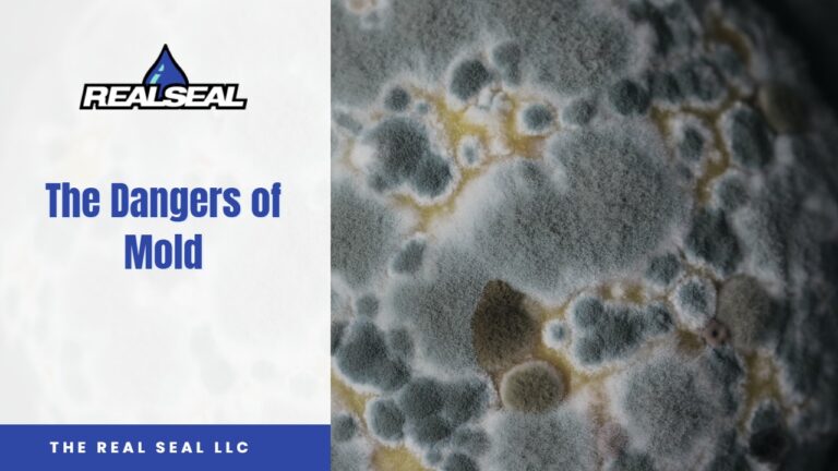 The Dangers of Mold