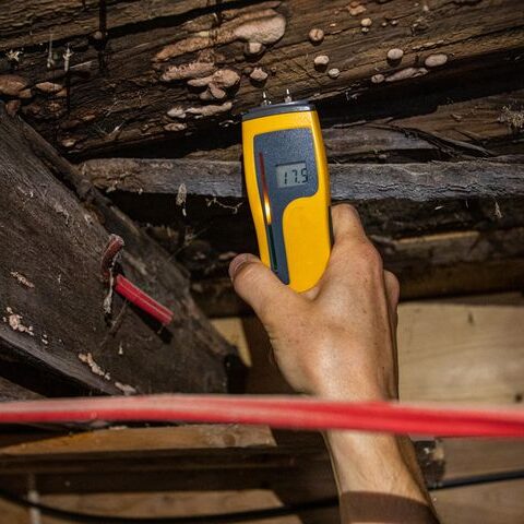 Wood Rot