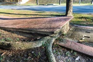 expansive soil tree root