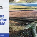 Tree Roots Lifting Your Concrete Slab