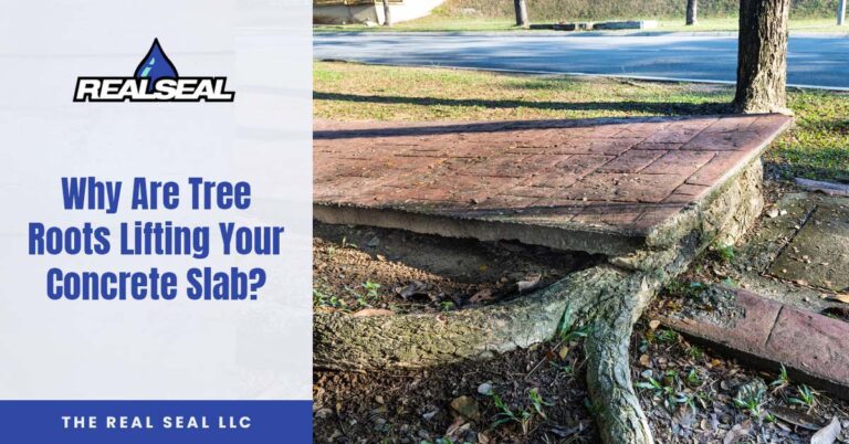 Tree Roots Lifting Your Concrete Slab