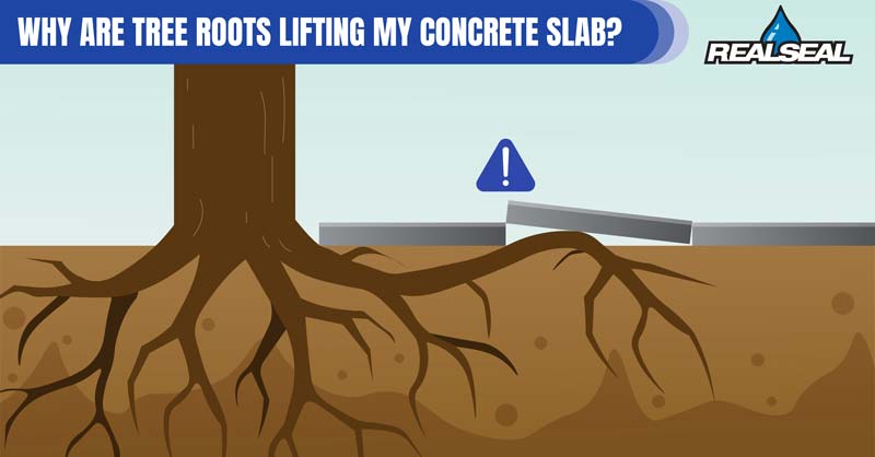 Why Are Tree Roots Lifting My Concrete Slab?​