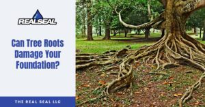 Can Tree Roots Damage Your Foundation?
