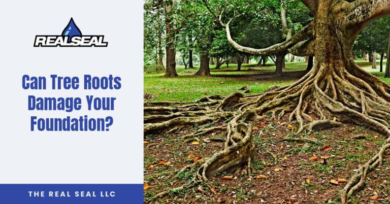 Can Tree Roots Damage Your Foundation?