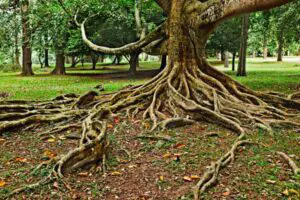 Trees with aggressive root systems that grow out rather than down should not be planted too close to your house.