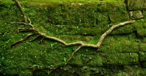 Tree roots can damage your foundation in two ways: when they come in direct contact with your concrete foundation or if they absorb too much moisture in the soil below your home.