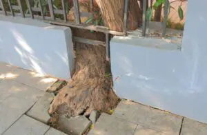 Tree roots can't break through concrete foundations unless there's an existing crack or opening that allows them to crawl inside.