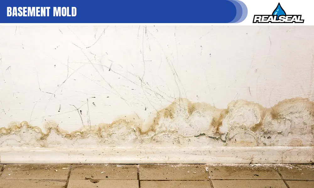 Mold thrives in areas with high moisture content, and because basements are underground, they tend to be the most susceptible to this.